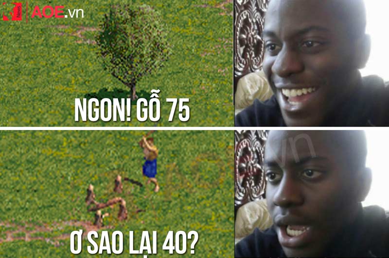 Phân biệt cây gỗ 75, 40 trong AoE và những trường hợp ngoại lệ