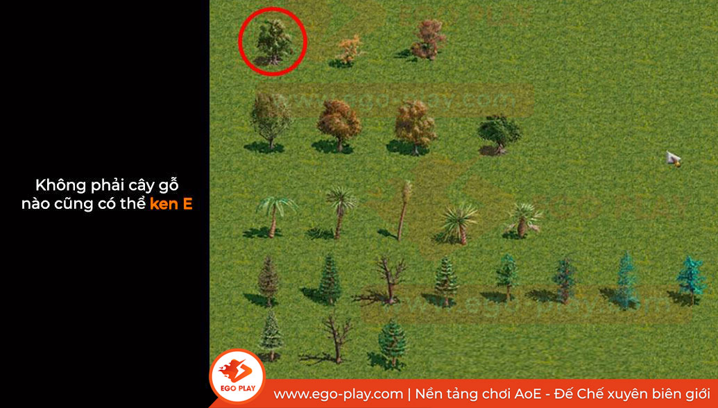rừng cây đế chế