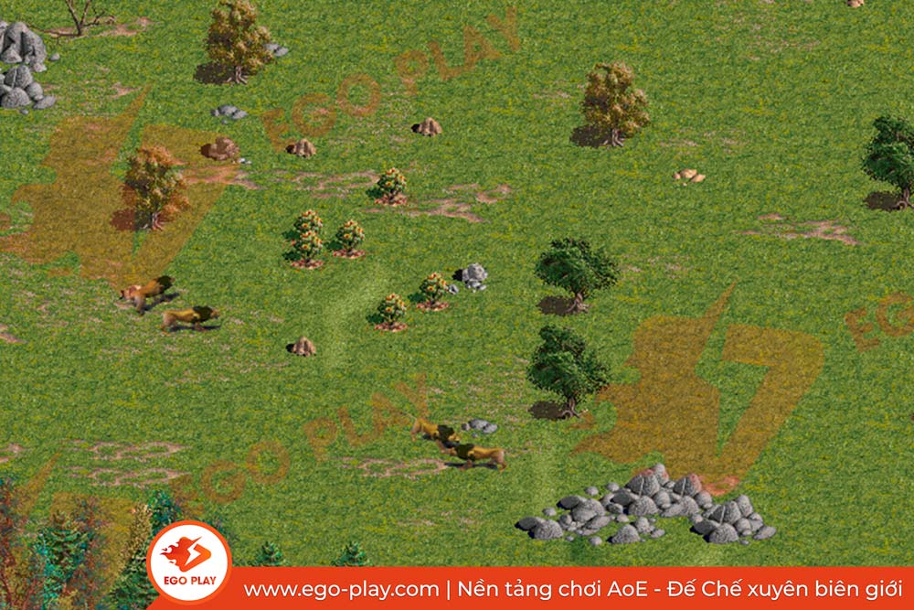 sư tử aoe