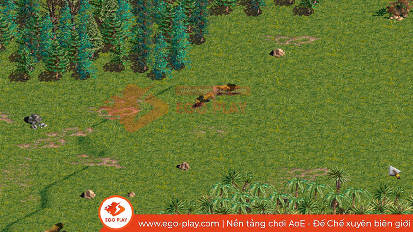 sư tử trong AoE